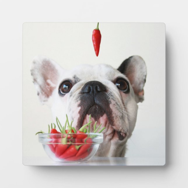French Bulldog Looking At A Red Pepper Plaque (Front)