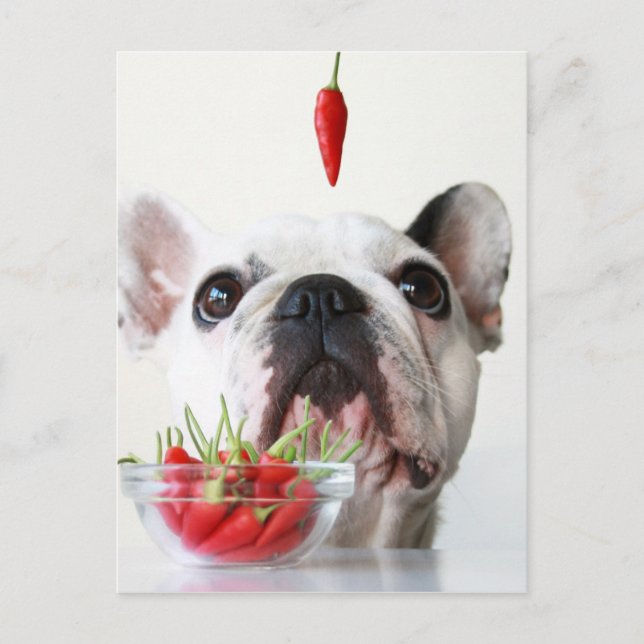 French Bulldog Looking At A Red Pepper Postcard (Front)