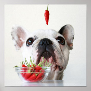 French Bulldog Looking At A Red Pepper Poster