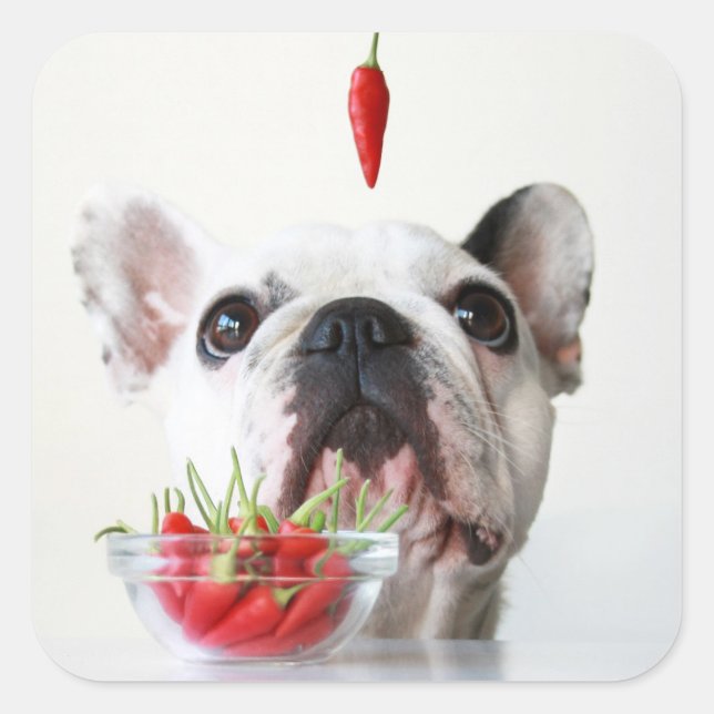 French Bulldog Looking At A Red Pepper Square Sticker (Front)