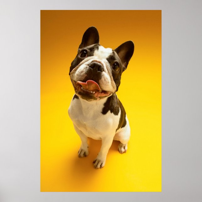 French Bulldog Looking Up Poster (Front)