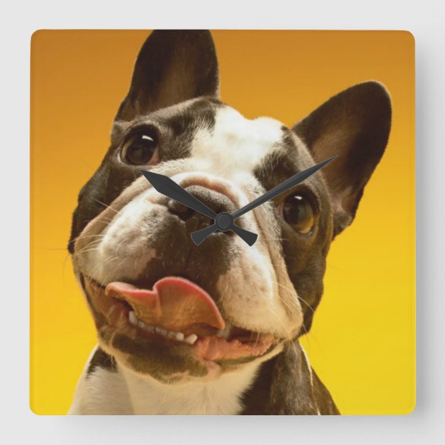 French Bulldog Looking Up Square Wall Clock (Front)