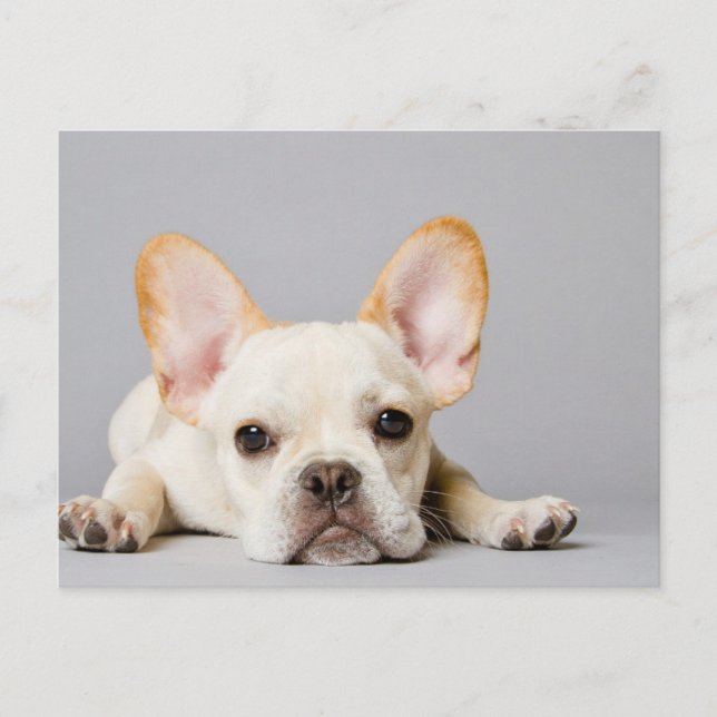 French Bulldog Lying Down Postcard (Front)