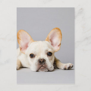 French Bulldog Lying Down Postcard