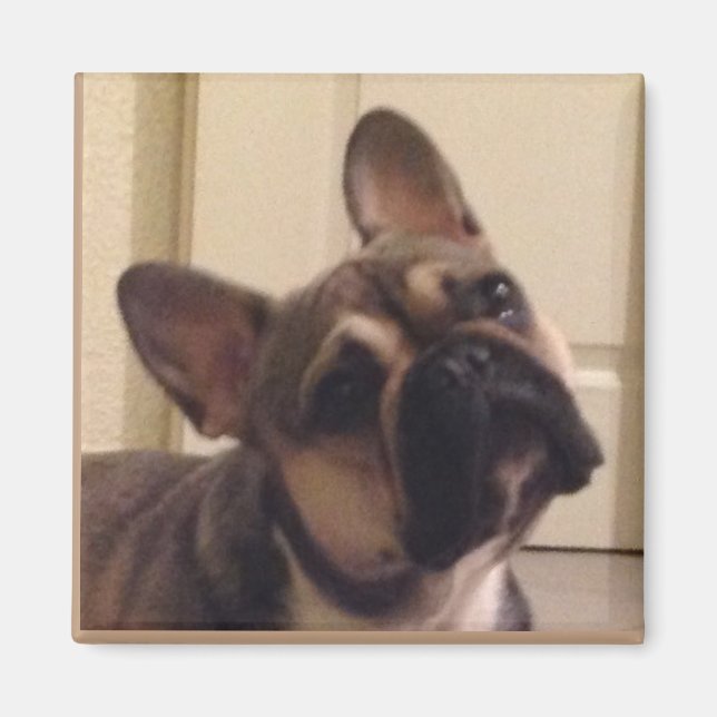 French Bulldog Magnet (Front)