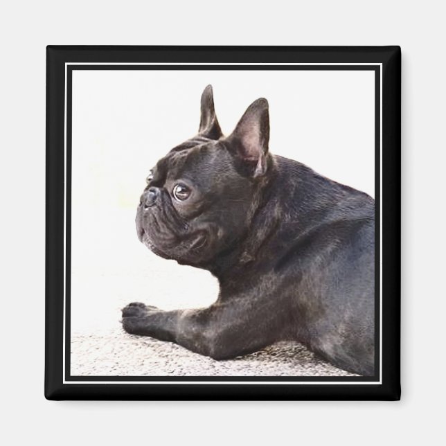 French Bulldog magnet (Front)
