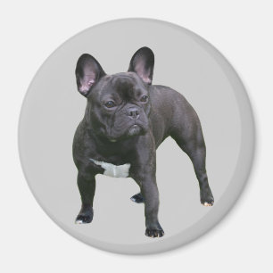 French Bulldog Magnet