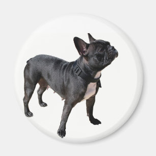 French bulldog magnet