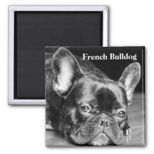 French Bulldog Magnet