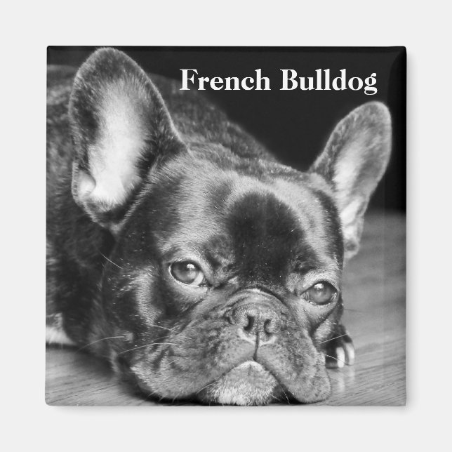 French Bulldog Magnet (Front)