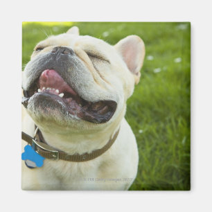 French Bulldog Magnet