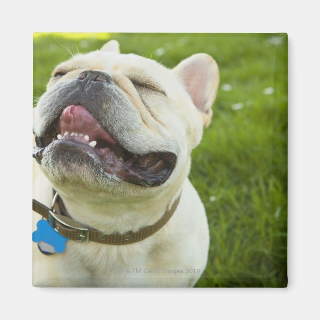 French Bulldog Magnet (Front)