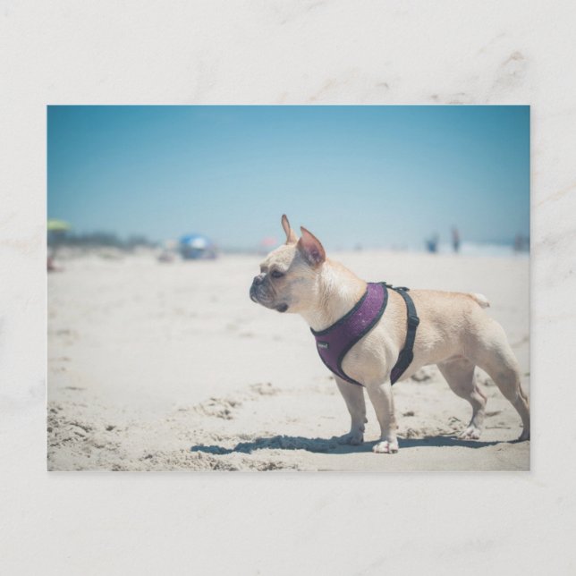 French Bulldog On Beach Postcard (Front)
