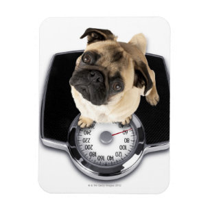 French bulldog on scales looking up at camera magnet
