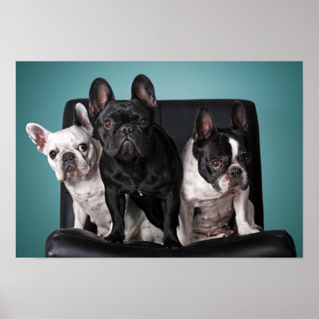 French Bulldog On The Chair Poster (Front)