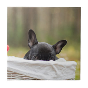 french bulldog peeking puppy ceramic tile