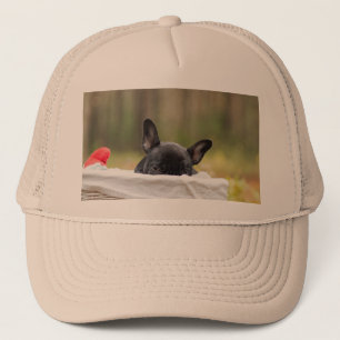 french bulldog peeking puppy trucker hat