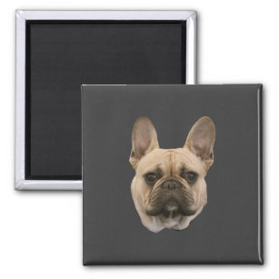 French Bulldog Photo Cute Face Picture Magnet
