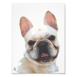 French bulldog photo print