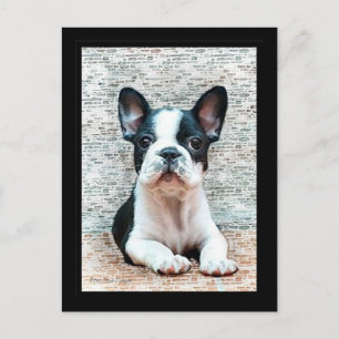 French Bulldog postcard