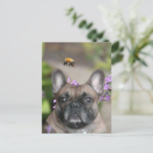 French Bulldog postcard