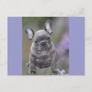 French Bulldog postcard