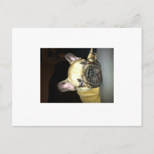 French bulldog postcard