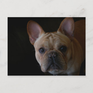 French Bulldog Postcard