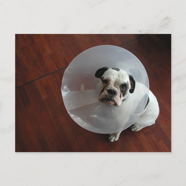 French Bulldog Postcard (Front)