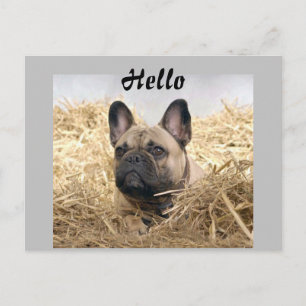French Bulldog postcard