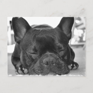 French Bulldog Postcard
