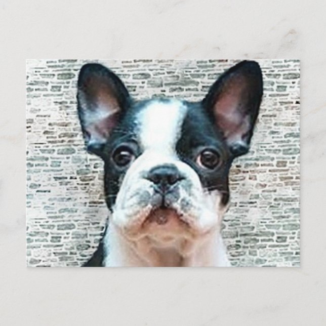French Bulldog postcard (Front)