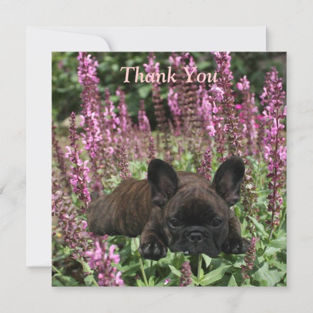 French Bulldog Postcard Thank You (Front)