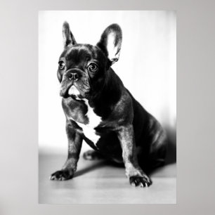 French bulldog poster