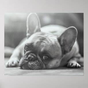 French Bulldog poster