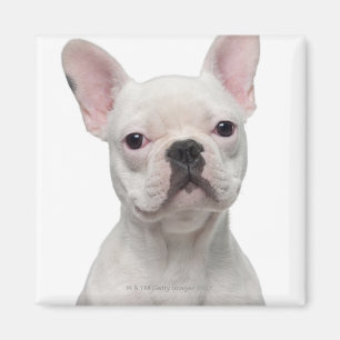 French Bulldog Puppy (5 months old) Magnet