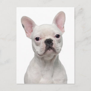 French Bulldog Puppy (5 months old) Postcard