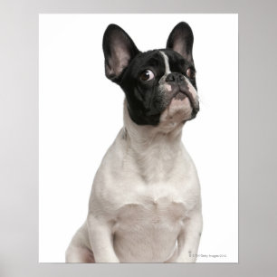 French Bulldog puppy (5 months old) Poster