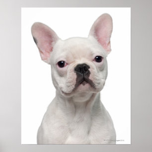 French Bulldog Puppy (5 months old) Poster