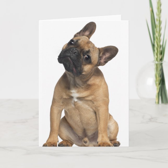 French Bulldog puppy (7 months old) Card (Front)