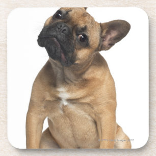 French Bulldog puppy (7 months old) Coaster