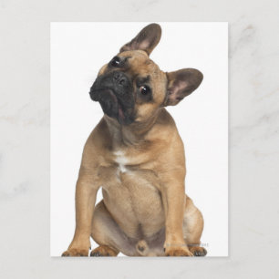 French Bulldog puppy (7 months old) Postcard