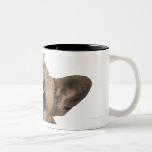 French Bulldog puppy (7 months old) Two-Tone Coffee Mug