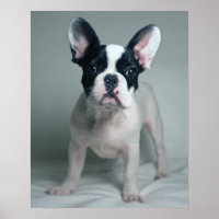 French Bulldog Puppy At Attention