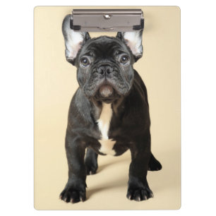 French Bulldog Puppy Clipboard
