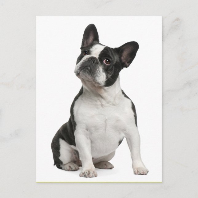 French Bulldog Puppy Dog Post Card (Front)