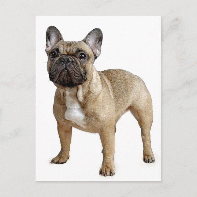 French Bulldog Puppy Dog Post Card (Front)