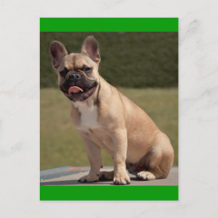 French Bulldog Puppy Dog Post Card