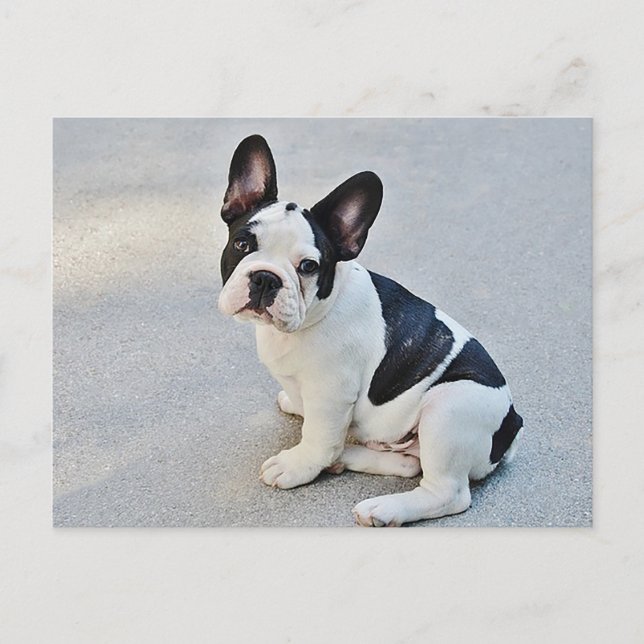 French Bulldog Puppy Dog Post Card (Front)