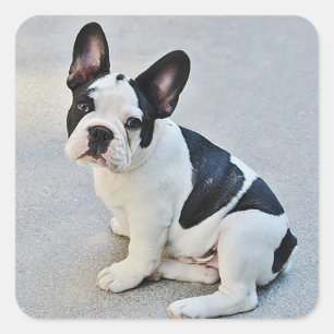 French Bulldog Puppy Dog Sticker / Seal